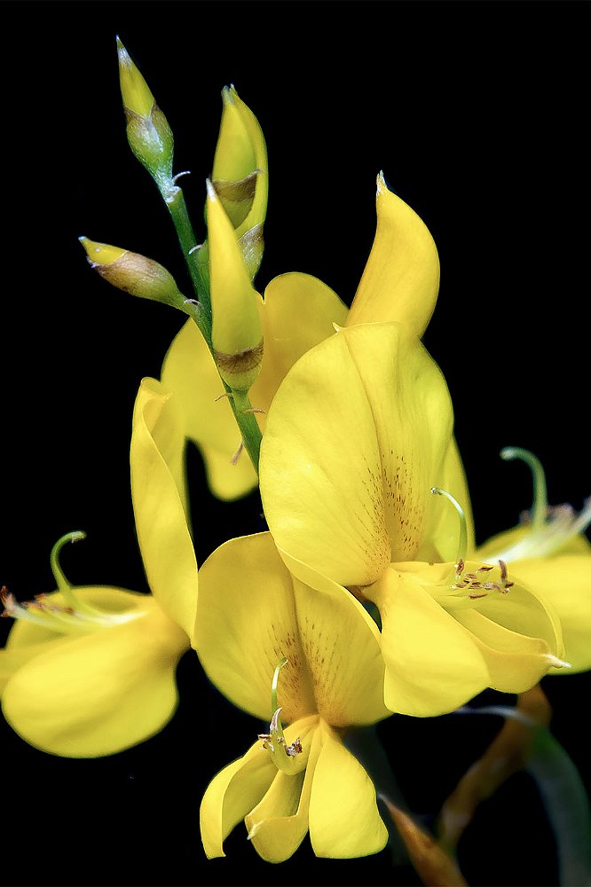 25 fiore giallo per mostra web.jpg